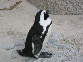 Penguin